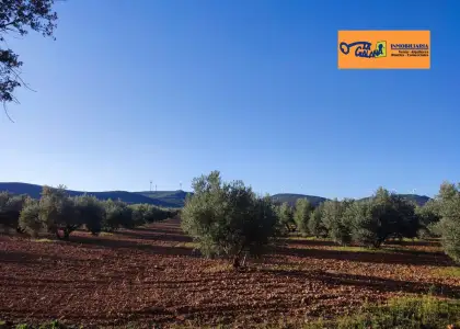 Finca Rústica en Valdepeñas, Carretara del Cristo en Valdepeñas