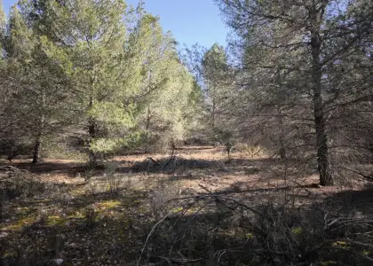 Finca Rústica en Valdepeñas, Carretera Infantes en Valdepeñas