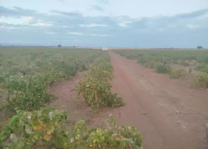 Finca rústica en venta en Manzanares en Manzanares